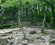 rocky forest path